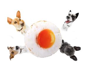 Coperta in peluche di microfibra di poliestere, coccole stagionali per animali domestici e padroni, accogliente decorazione per la casa, reg