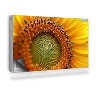 Copertura per Termosifone 100x60 cm Senza Viti o Colla per Radiatore Tappetino Magnetico Decorazione per Interni Montaggio Facile - Fiore di Girasole, Primo Piano, Natura