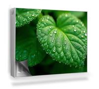 Copertura per Termosifone 80x60 cm Montaggio Facile per Radiatore Decorazione per Interni Senza Viti o Colla Tappetino Magnetico - Primo Piano di Una Foglia e di Gocce di Rugiada