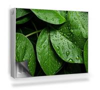 Copertura per Termosifone 80x60 cm Montaggio Facile Senza Viti o Colla Tappetino Magnetico per Radiatore Decorazione per Interni - Primo Piano di Molte Foglie, Gocce di Rugiada, Natura