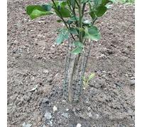Copertura per tronco d'albero in rete di ferro per protezione tutto l'anno da stress ambientali e rischi meccanici, confezione da 6 o 12 (A)