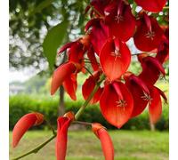 coral - Erythrina crista semi di selvatici balcone ornamentale decorazioni giardino per esterni semi d'appartamento esotiche estivi 200pcs