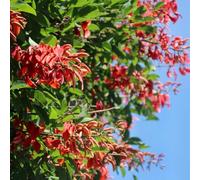 coral - Erythrina crista ufficio giardino tetti verdi semi di balcone giardino vaso per decorazioni per esterni 100pcs