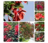 coral - Erythrina crista ufficio semi di estivi decorazioni giardino per esterni selvatici balcone ornamentale decorazione semi giardino 300pcs