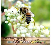 Coreano Evodia, (Bee Bee Tree), Evodia Danielli, Albero 50 Semi