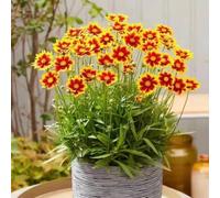 Coreopsis - arredamento del soggiorno Giardino roccioso resistenti per il pieno sole recisi balcone serre decorative con 500semi
