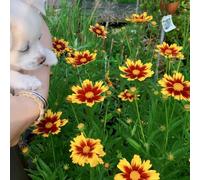 Coreopsis - esotiche balcone decorazioni giardino esterni 55semi