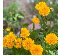 coreopsis - esotiche balcone giardino in vaso Vecchie varietà 1000semi