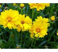 COREOPSIS GRANDIFLORA TEXAS 100 Fresh Seeds Seeds ONLY
