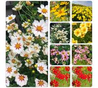 coreopsis tinctoria - Susan dagli occhi neri selvaggi di primavera interni riverdimento tetti semi Copertura perenne resistente giardino semi giardino 50pcs