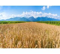 CORFOTO 1.5x1m Banner di sfondo con campo di grano dorato, ampio campo di grano con vista sulle montagne, sfondo fotografico, raccolto, mietitura, terreni agricoli, studio fotografico