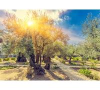 CORFOTO 1.5x1m Sfondo con uliveto, Monte degli Ulivi di Gerusalemme, Alberi secolari, Sfondo fotografico, Sfondi di paesaggi naturali rurali, Murales, Accessori per studio fotografico