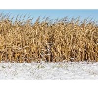 CORFOTO 2.1x1.5m Sfondo invernale per campo di mais Sfondo fotografico con steli di mais innevati Sfondi fotografici per la tempesta di neve invernale precoce Accessori per feste del raccolto