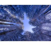 CORFOTO 3x2.5m Sfondo fotografico con paesaggio invernale nella foresta Rami ricoperti di neve gelida Sfondo fotografico Decorazioni per feste di Natale invernali Accessori per studio fotografico