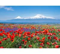CORFOTO 3x2m Sfondo di papaveri rossi sul mare Campo di papaveri rossi Sfondo fotografico Sfondi per matrimoni all'aperto Accessori per studio fotografico per cerimonia di nozze