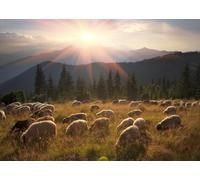 CORFOTO Tessuto 2.1x1.5m Pascolo Pecore Alpino Sfondo Gregge di Pecore in Valle di Montagna con Raggi di Sole Sfondo Fotografico per Festa a Tema Paesaggio Naturale Accessori Foto