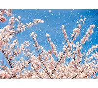CORFOTO Tessuto 2.5x1.8m Sfondo pioggia di petali di ciliegio Rami di sakura rosa con petali che cadono contro un cielo azzurro brillante Sfondo fotografico per festa a tema primavera e giapponese