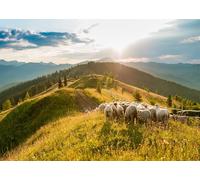 CORFOTO Tessuto 3.5x3m Gregge di Pecore di Montagna Sfondo Gregge di Pecore al Pascolo su Prato Alpino all'Alba Sfondo Fotografico per Festa a Tema Fattoria Rurale Accessori Foto