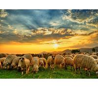 CORFOTO Tessuto 4.5x2.5m Gregge di Pecore di Montagna Sfondo Gregge di Pecore al Pascolo su Prato Alpino al Tramonto Sfondo Fotografico per Festa a Tema Fattoria Rurale Accessori Foto
