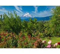 CORFOTO Tessuto 4.5x2.5m Sfondo Giardino di Rose Rigoglioso Vista Montagna con Cima Innevata e Cespugli di Fiori Colorati per Fotografia Natura Primavera