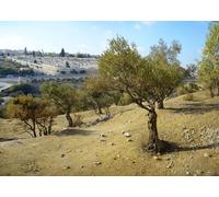 CORFOTO Tessuto 5.2x3m Uliveto di Gerusalemme Sfondo Ulivi Antichi con Vista sul Cimitero del Monte degli Ulivi Sfondo Fotografico per Festa a Tema Viaggio Terra Santa Accessori Foto