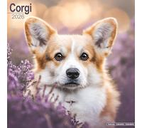 Corgi 2026 Calendar | Square Wall Calendar | Dog Breed Gift | Plastic Free Packaging | by Avonside Publishing