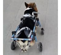 Corgi, sedia a rotelle per cani di taglia piccola e grande, regolabile, 4 ruote, supporto completo per anca e gambe, ideale per animali disabili