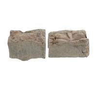 CORHAD 2 Pezzi Di Oggetti Di Per Artropodi Da Collezione, Materiale Didattico Scientifico - Trilobiti, Da Utilizzare Per Studi In, Esemplari Preistorici, Geologici,