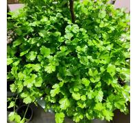 Coriandolo, d'appartamento esotiche balcone con serra interna Aiuole rialzate per il giardino orticole balcone vecchie varietà rara decorazione giardino roccioso 500semi