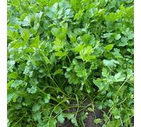 Coriandolo, giardino roccioso orto biologico d'appartamento esotiche vecchie varietà arredamento del soggiorno balcone con serra interna interno Aiuole 600semi