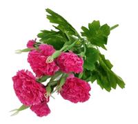 Corkwaw 40 teste di garofani artificiali, ortensie in seta, decorazione per bouquet di ortensie in plastica, pianta adatta per foto, feste di famiglia, decorazione per la casa, bouquet da sposa