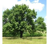 Cormier Rowan Home Sorbus Domestica Seeds Pack of 10 Seeds ONLY