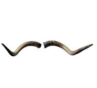 Corna di bue circa 87 cm - Corna artificiali realistiche di Motes Masken, fatte a mano, robuste e leggere - Ideali per Krampus, Perchten, feste e eventi a tema e decorazioni (Speciale Corna di Bue 2)