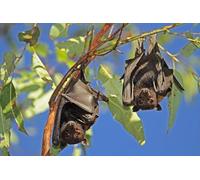 Cornelißen Calamita 3D con pipistrelli