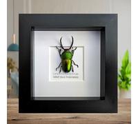 Cornice Indonesiana Gioiello Cervo Scarabeo Taxidermy Art, Lamprima Adolphinae, 10x10 cm, Cornice Nera