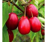 Corniolo commestibile 2L - Frutta acida, ideale per marmellate