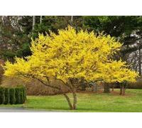 Corniolo "Cornus mas" pianta in vaso ø11 Vivaio di Castelletto