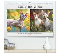 Cornish Rex Katzen. Ein Hauch von Extravaganz mit Locken und Charakter (hochwertiger Premium Wandkalender 2026 DIN A2 quer), Kunstdruck in Hochglanz: ... mit einzigartigem Look und neugierigem Wesen