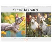 Cornish Rex Katzen. Ein Hauch von Extravaganz mit Locken und Charakter (Wandkalender 2026 DIN A3 quer), CALVENDO Monatskalender: Edle Katzen bezaubern mit einzigartigem Look und neugierigem Wesen