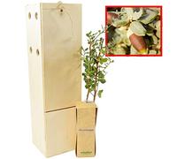 CORNOCCHIA albero di piccole dimensioni in scatola di legno. Alveolo forestale della quercia da sughero (1)