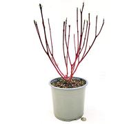 CORNUS ALBA SIBIRICA, VASO 18CM diametro, piante vere