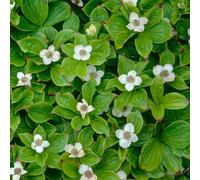 Cornus canadensis, biologiche resistenti varietà antiche interno balcone con giardino recisi 150semi
