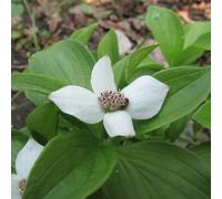 Cornus canadensis, decorazioni giardino esterni resistenti 400semi