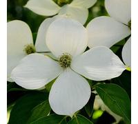 Cornus kousa - corniolo del Giappone (fiore bianco) (Vaso quadro) - 60-90cm