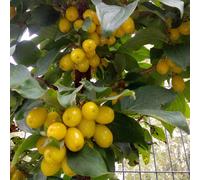Cornus mas Jantarnyj 2L - Frutti giallo-ambrati