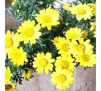 Corona imperiale Aiuole rialzate per il giardino,decorative crescita Bulbi di resistenti al freddo decorazioni giardino,5bulbi