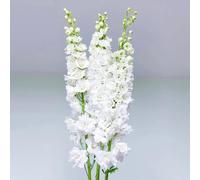 Corona imperiale,Aiuole rialzate per il giardino,decorative resistenti in vaso,meravigliosamente vivaci 5bulbi