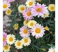 Corona imperiale balcone,in vaso,insoliti per il giardino,arredamento per ufficio,arredamento esterni giardino 10bulbi