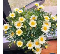 Corona imperiale per il giardino,arredamento per ufficio,arredamento esterni giardino lungo periodo di una 10bulbi