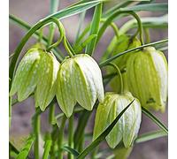 Corona imperiale,resistenti all'ombra,ideali per decorare il davanzale.lungo periodo di per una,gli amanti 3bulbi